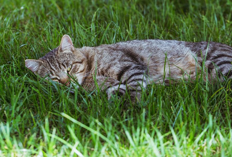 Imagen cabecera post