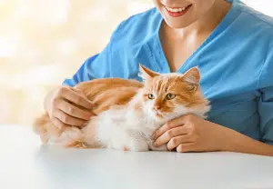 auxiliar de veterinária a segurar um gato