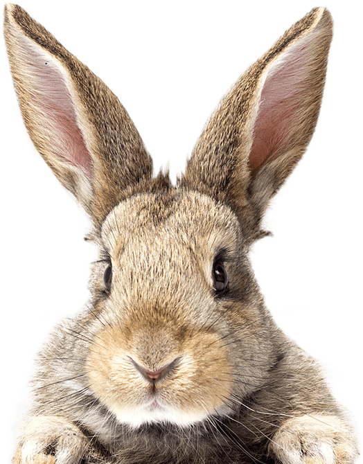 nubika_pt_imagen_producto_aux_vet_practicas