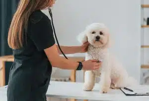 Quanto custa um curso de auxiliar de veterinária?
