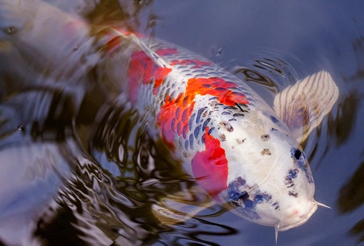 Imagen cabecera post