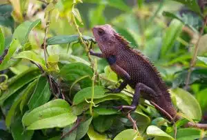 Camaleão numa folha