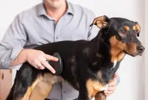 Grooming em cães