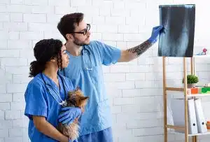 Veterinário e auxiliar com cão em clínica ou hospital veterinário