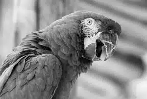 Papagaio doméstico