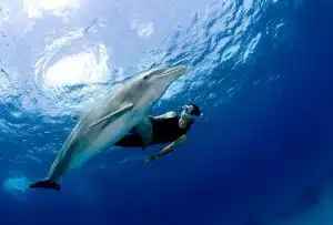 Tratador a alimentar um golfinho