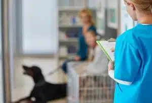 Auxiliar de veterinária