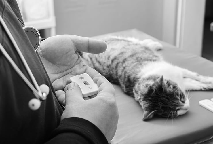 Imagen cabecera post