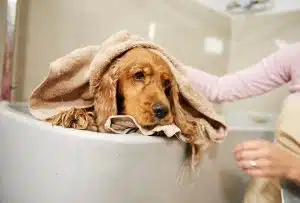 Como trabalhar em Tosquia e Grooming em Portugal?