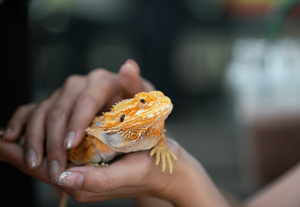 Imagen cabecera post