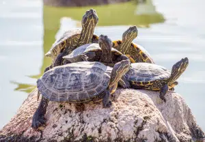 Tartarugas domésticas