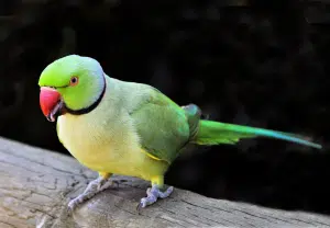 periquito de colar
