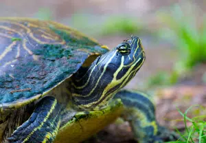 Tartaruga-da-Flórida