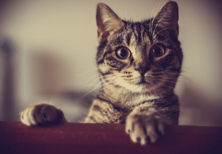 Imagen cabecera post