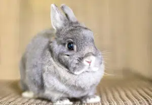 Coelho anão - blog nubika