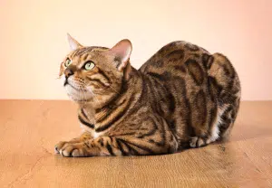 gato bengal sentado