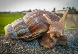 caracol africano - blog nubika