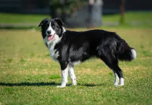Border Collie - Blog Nubika
