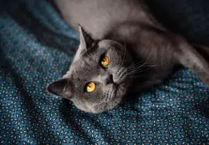 gato deitado numa manta