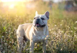 Bulldog Francês - Blog Nubika