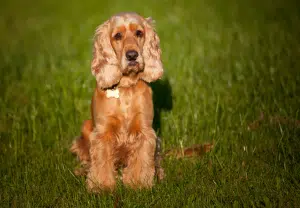 Cocker Spaniel - Blog Nubika