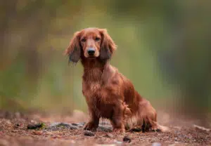 Dachshund (Teckel) - Blog Nubika