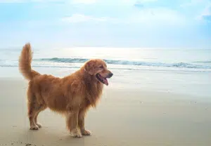 Golden Retriever - Blog Nubika