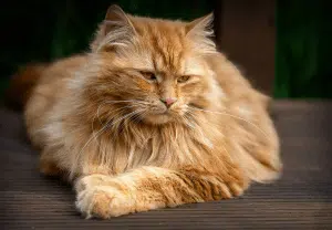 gato maine coon deitado
