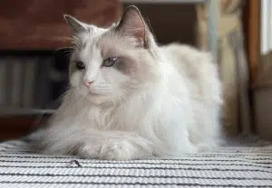 gato ragdol deitado numa manta