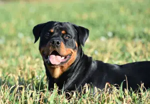 Rottweiler - Blog Nubika