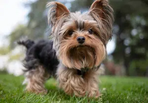 Yorkshire Terrier - Blog Nubika
