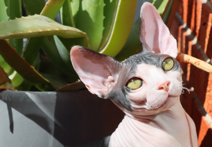 Imagen cabecera post