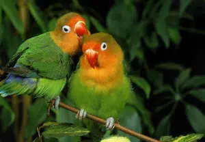 Agapornis - Pássaro do Amor - Blog Nubika