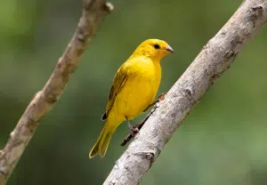 Canário - Blog Nubika