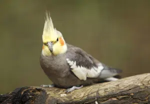 Caturra - Cockatiel - Blog Nubika