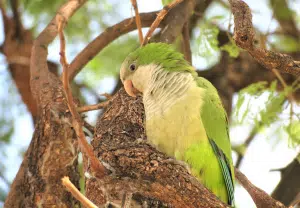 Caturrita - Monk Parakeet - Blog Nubika