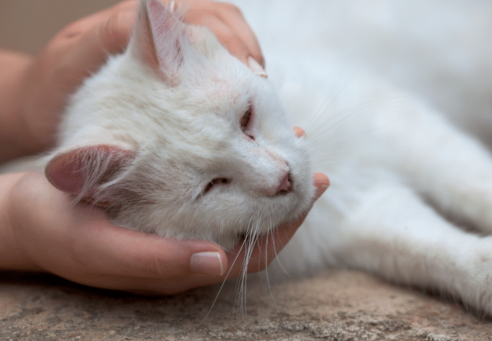 Imagen cabecera post