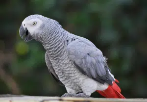 Papagaio - Blog Nubika