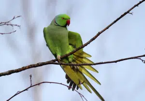 Periquito de colar - Blog Nubika