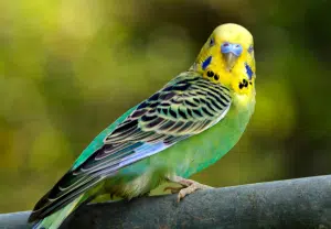 Periquito - Blog Nubika