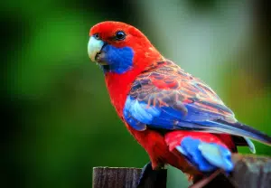 Rosela - Blog Nubika