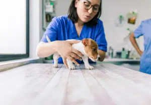 Aluna do curso de auxiliar de veterinária segura cuidadosamente um cachorro numa mesa de exame, numa clínica veterinária