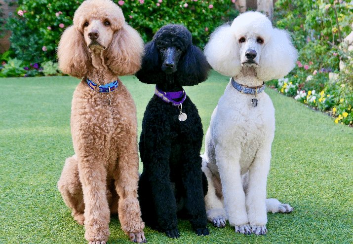 Imagen cabecera post