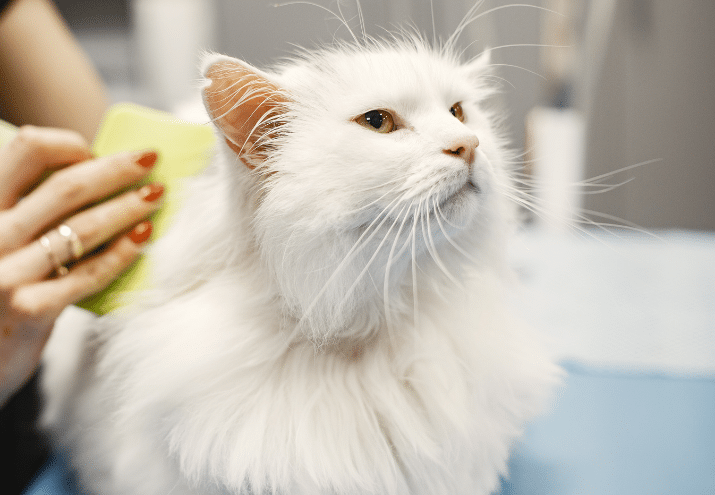 Imagen cabecera post