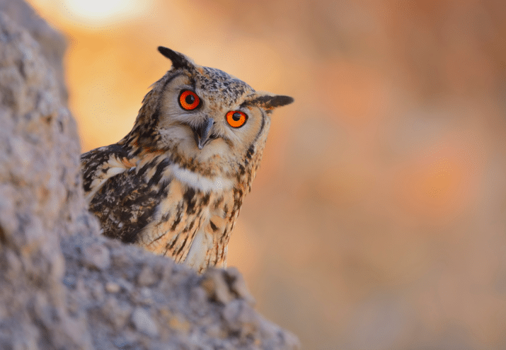 Imagen cabecera post