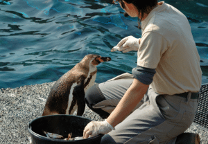 Cursos com Saída Profissional na Área dos Animais: mulher a alimentar pinguim com peixes