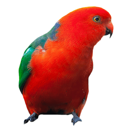 nubika_pt_imagen_cifras_1