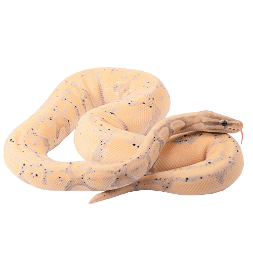 nubika_pt_imagen_cifras_2