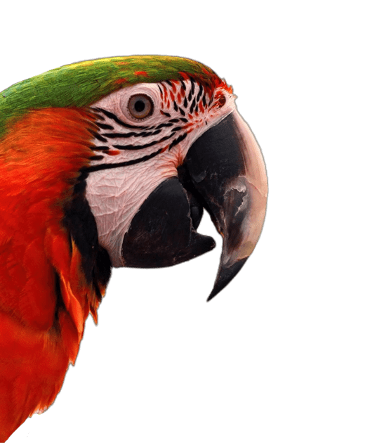 Recurso imagen animal obtención curso