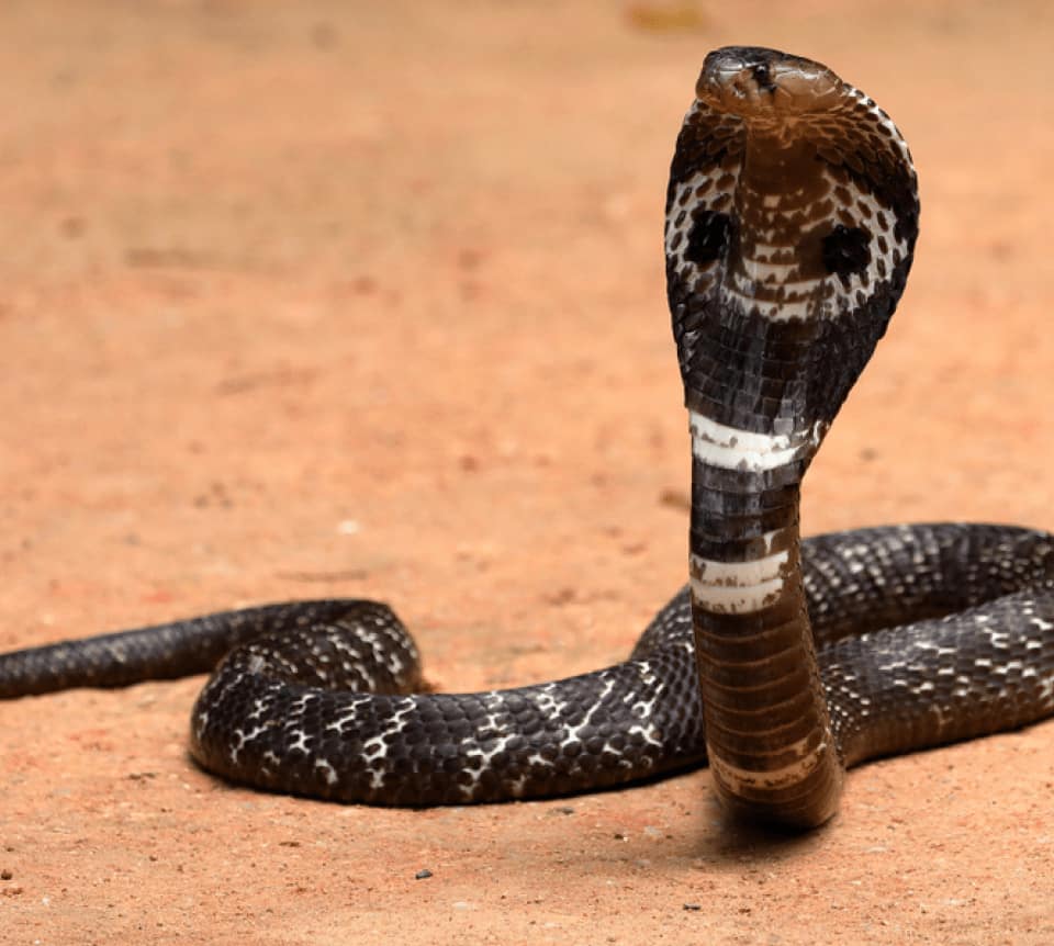 Encantadora como as serpentes